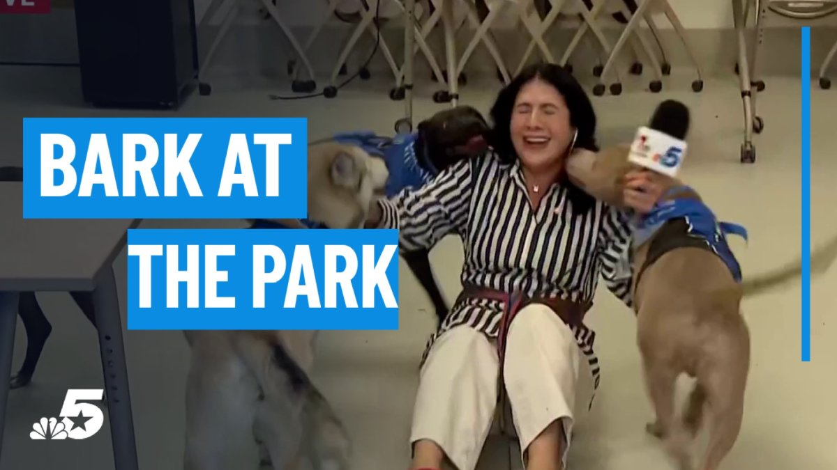 Meet 10 adoptable dogs at Bark at the Park at Globe Life Field