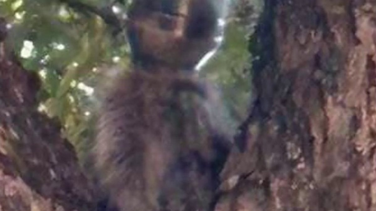 Dallas raccoon rescued after days with mayonnaise jar stuck on her head