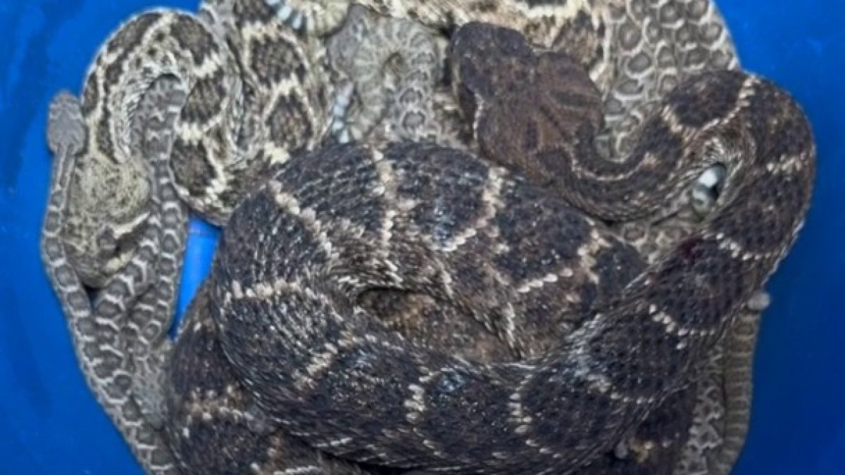Rattlesnake den found under Aledo home