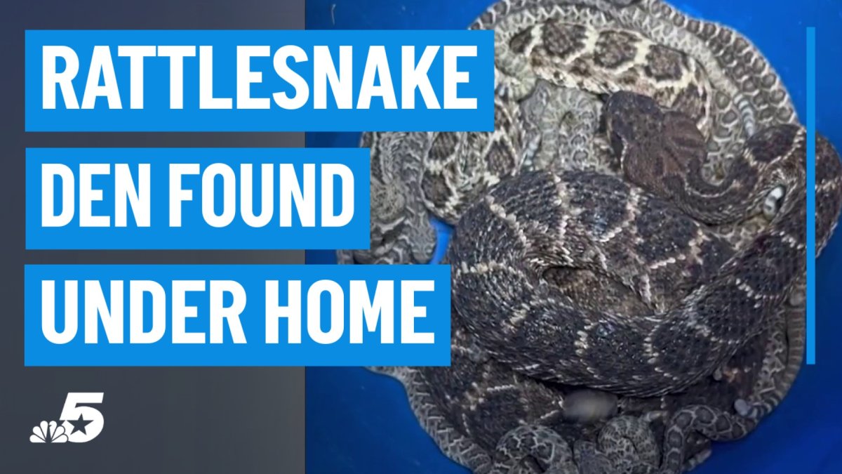 Rattlesnake den found under Aledo home, how to spot the signs