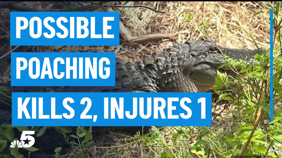 Reward offered after 3 alligators found shot weeks apart in Fort Worth