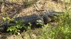 3 alligators shot at Fort Worth Nature Center; $1,000 reward offered