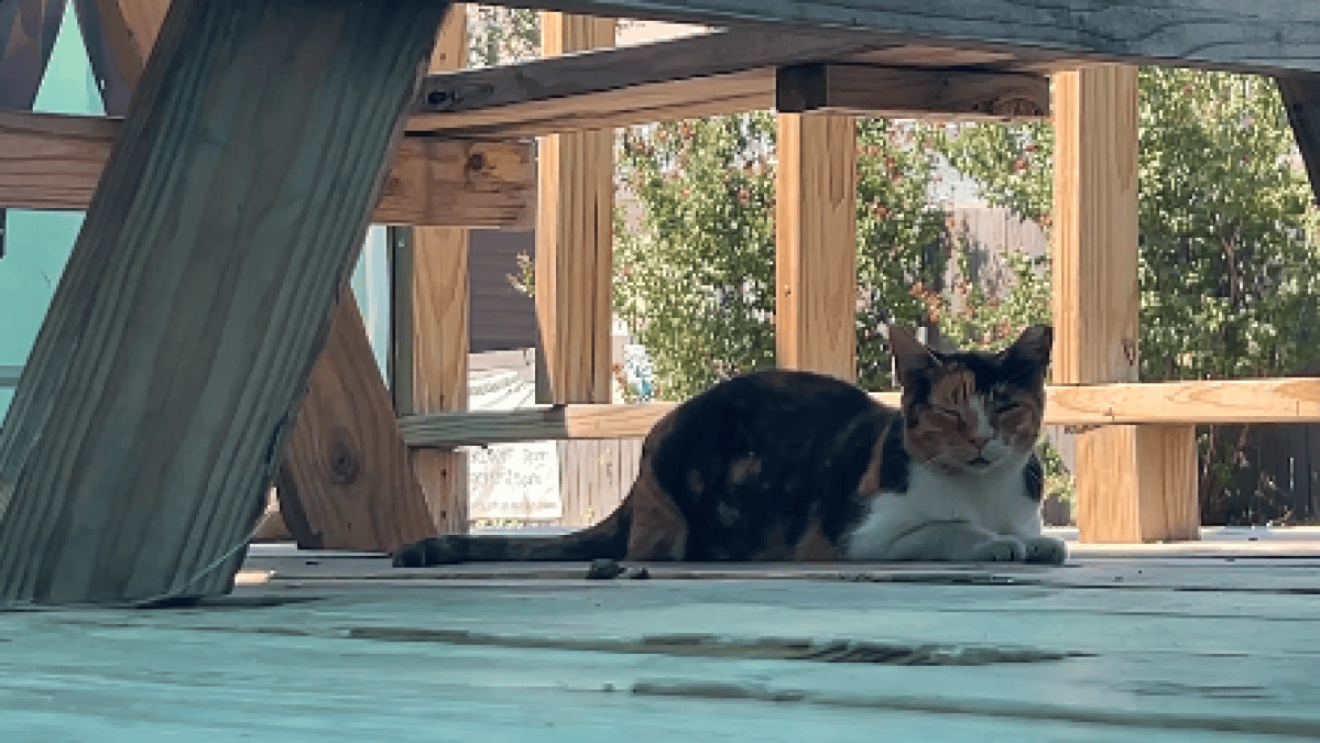 Dallas considers protections for community cats as kitten intakes climb ...