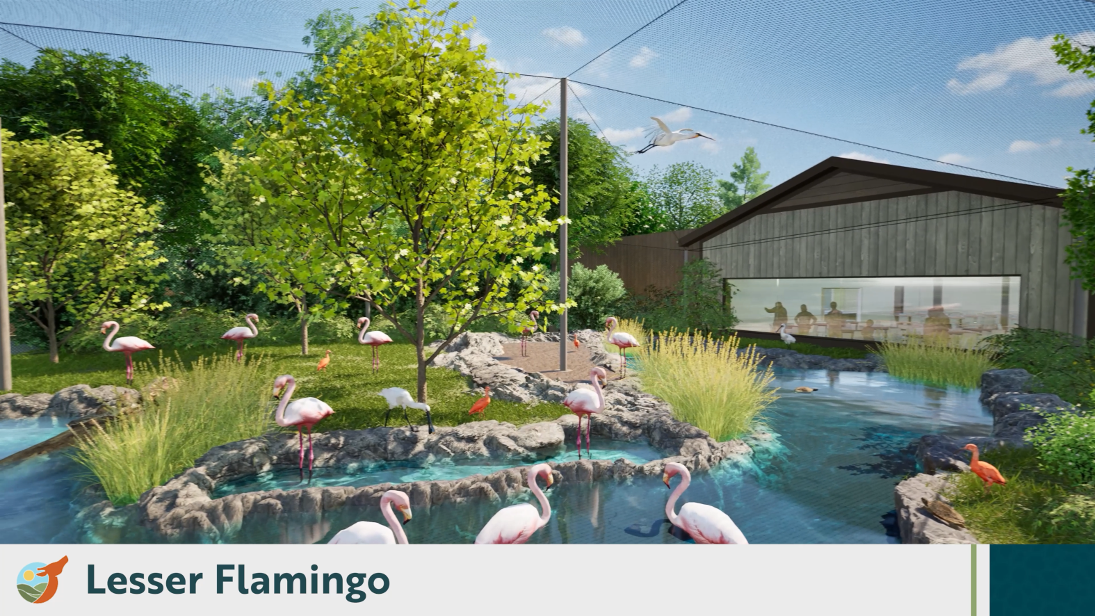 Dallas Zoo Penguins Making Temporary Move To Waco NBC 5 Dallas Fort Worth dallas-zoo-penguins-making-temporary-move-to-waco-nbc-5-dallas-fort-worth