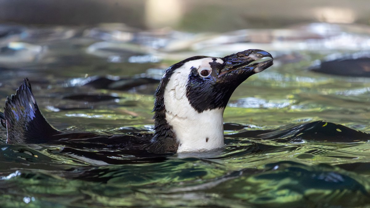 Last chance to see penguins at Dallas Zoo, for now
