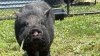 Pig found wandering streets in Delaware finds forever home: ‘Nothing short of a dream'