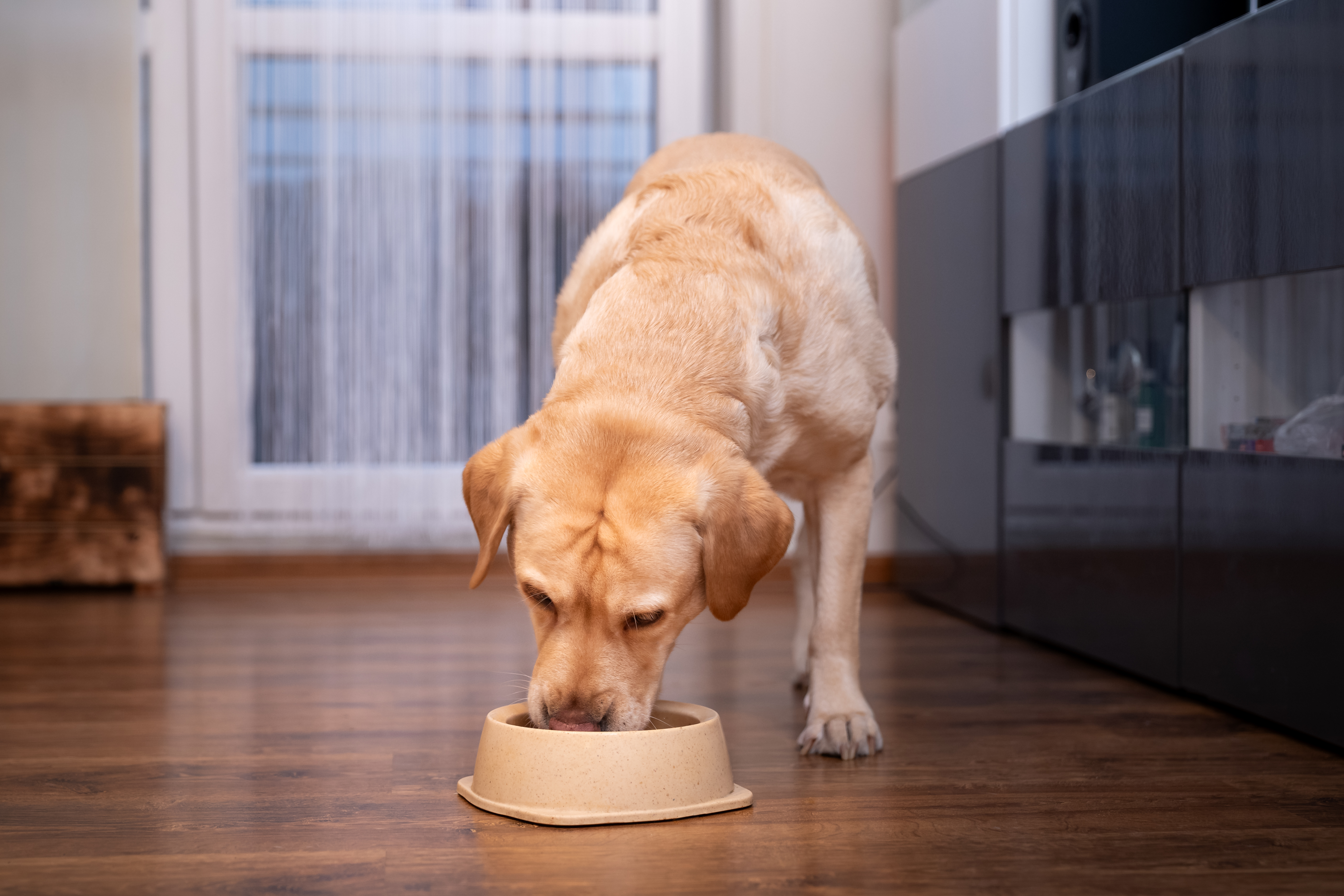 Fromm Family Foods recalls wet dog food over metal contamination: ‘Stop feeding'