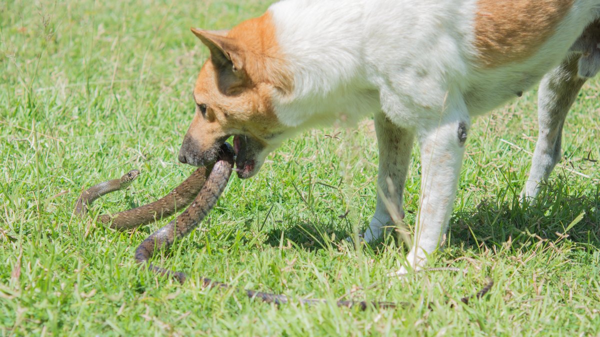 How to help pets avoid venomous snakes