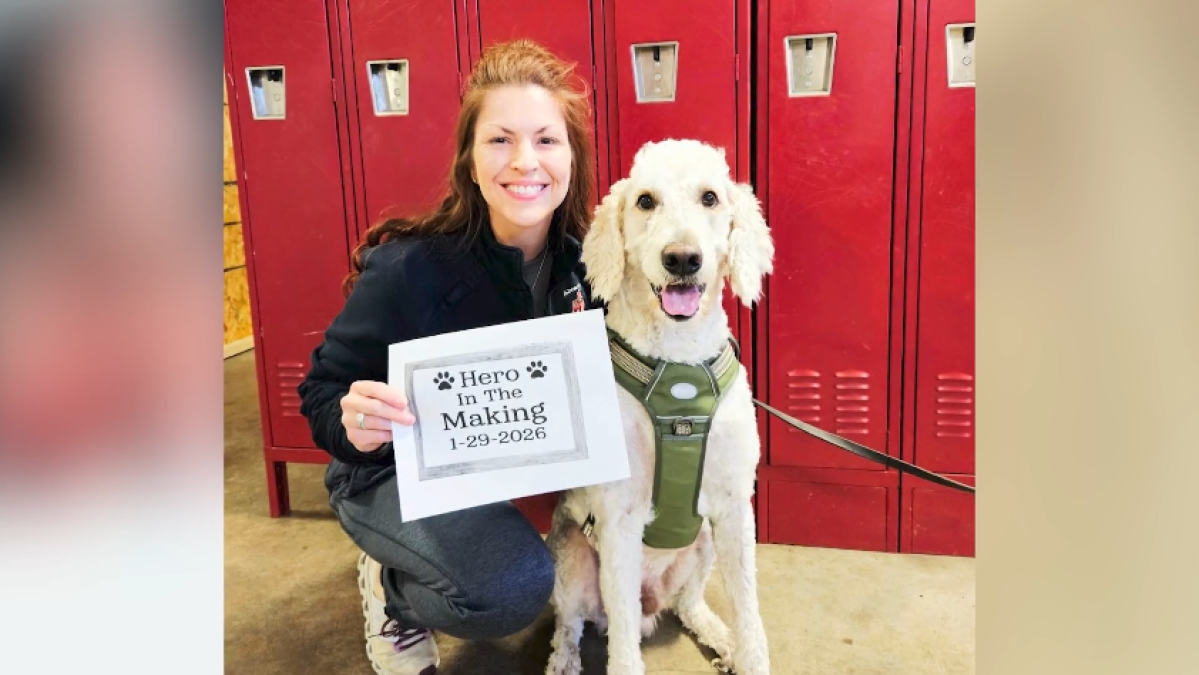 Meet Roscoe: The Alvarado Fire Department's new therapy dog for first responders