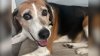 Duke the dog gets adopted after spending nearly 5 years in New Jersey shelter