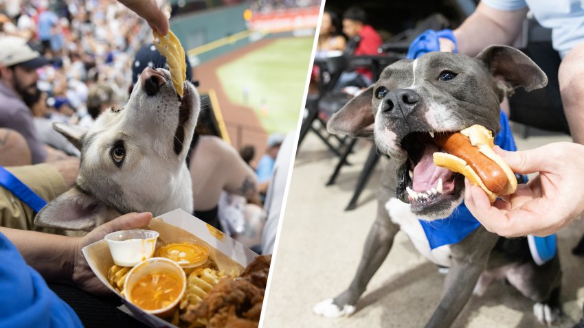 Elena and Donald enjoy stadium food at the Rangers' Bark at the Park night.