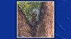 Raccoon in Dallas saved after mayonnaise jar was stuck on her head for days