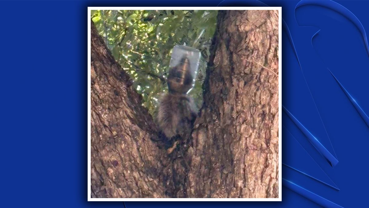Raccoon in Dallas saved after mayonnaise jar was stuck on her head for days
