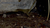 ‘They just kept coming out': Rattlesnake den found under Aledo home
