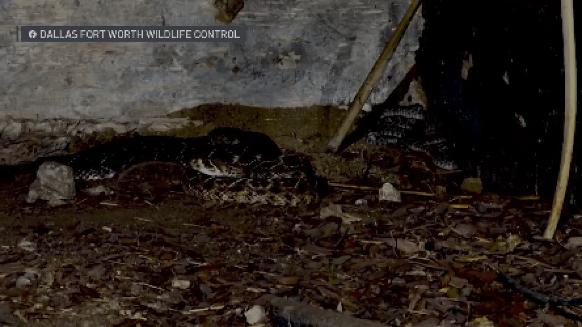 ‘They just kept coming out': Rattlesnake den found under Aledo home