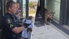 Is anyone missing a kinkajou? North Richland Hills officers rescue exotic pet