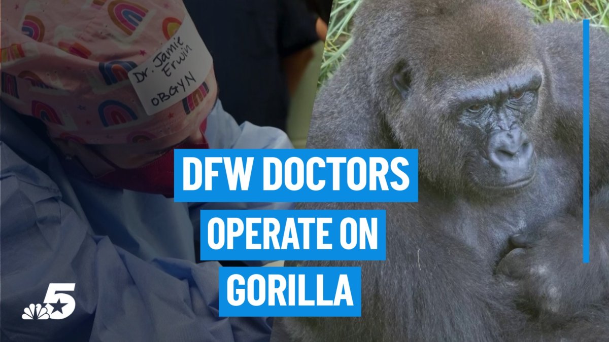 DFW Woman's Health Experts operate on gorilla at Dallas Zoo