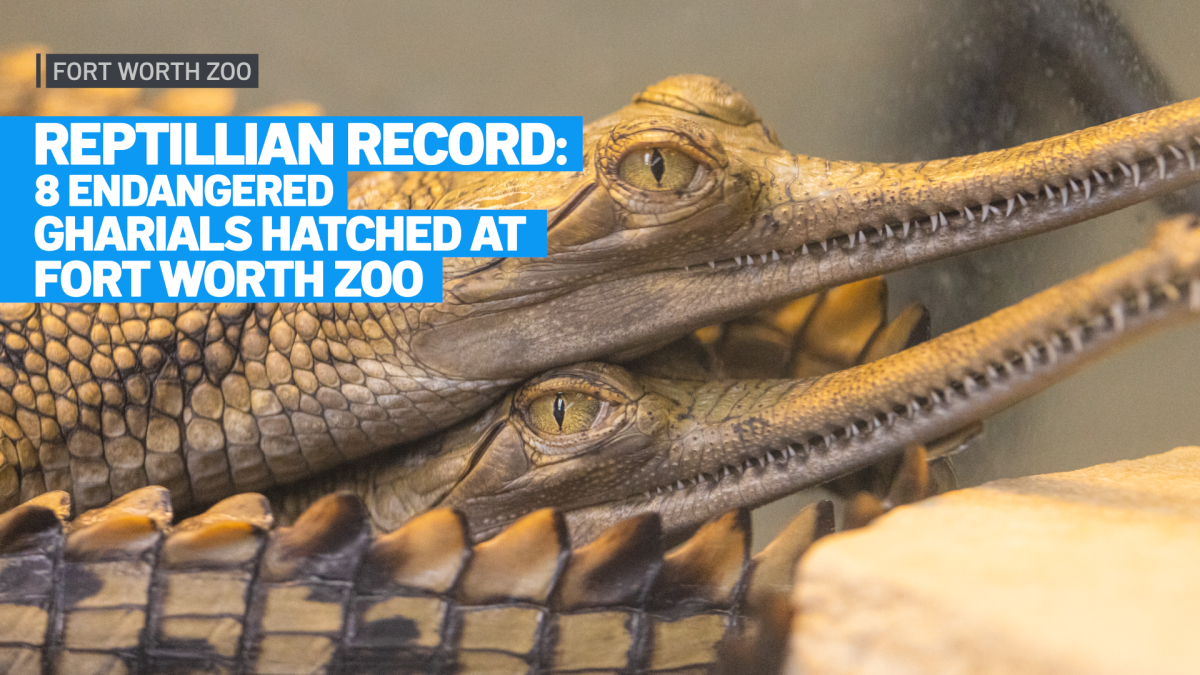 Reptilian record! Fort Worth Zoo welcomes 8 endangered gharials