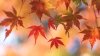 When does fall start? All about the 2026 autumnal equinox