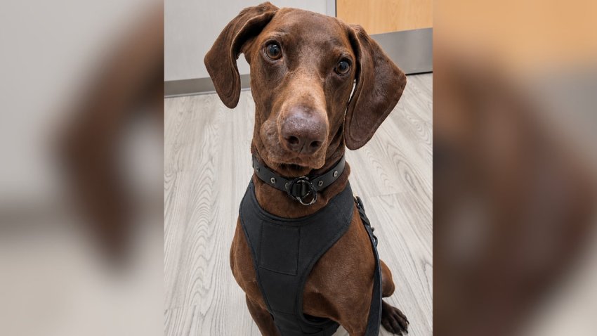 Image of Bolt, the DFW TSA K9 who won  2026 TSA Cutest Canine!