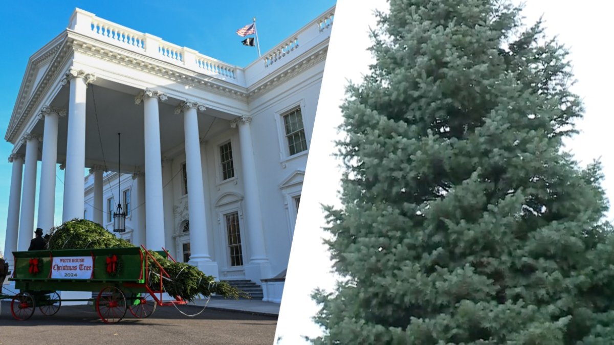 White House selects official Christmas tree for the 2026 holiday season