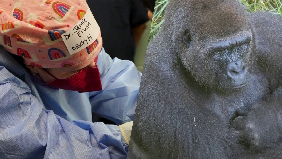 Rare Surgery Reunites Asha the Gorilla With Her Troop