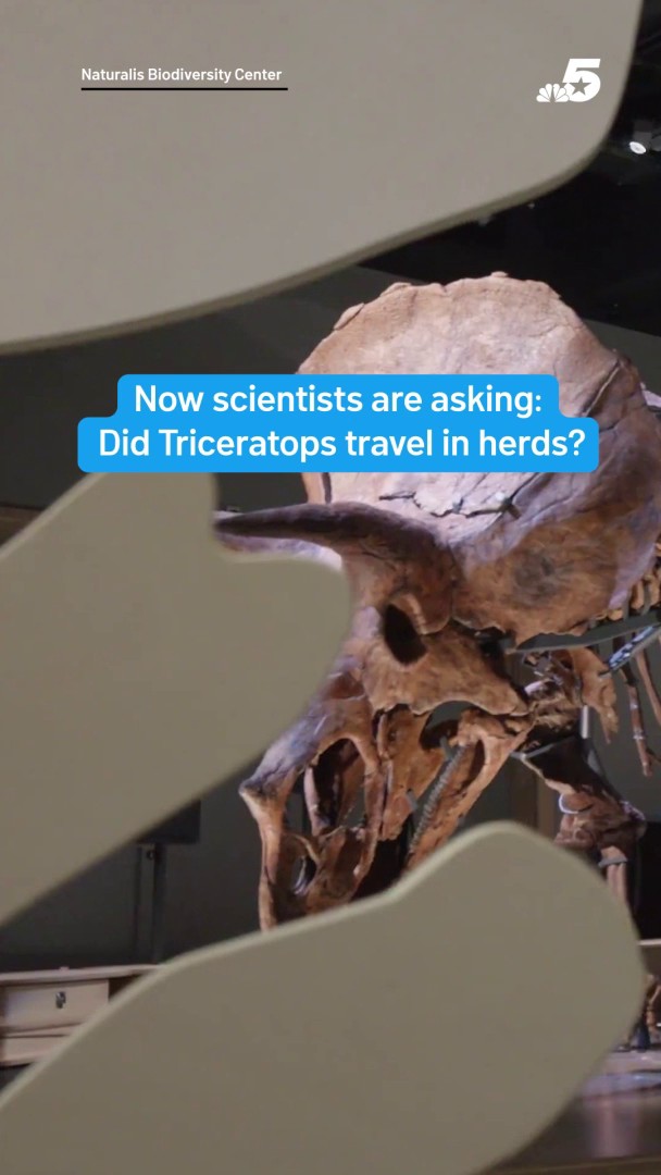 nbcdfw.com - 'March of the Triceratops' making North American debut in Dallas