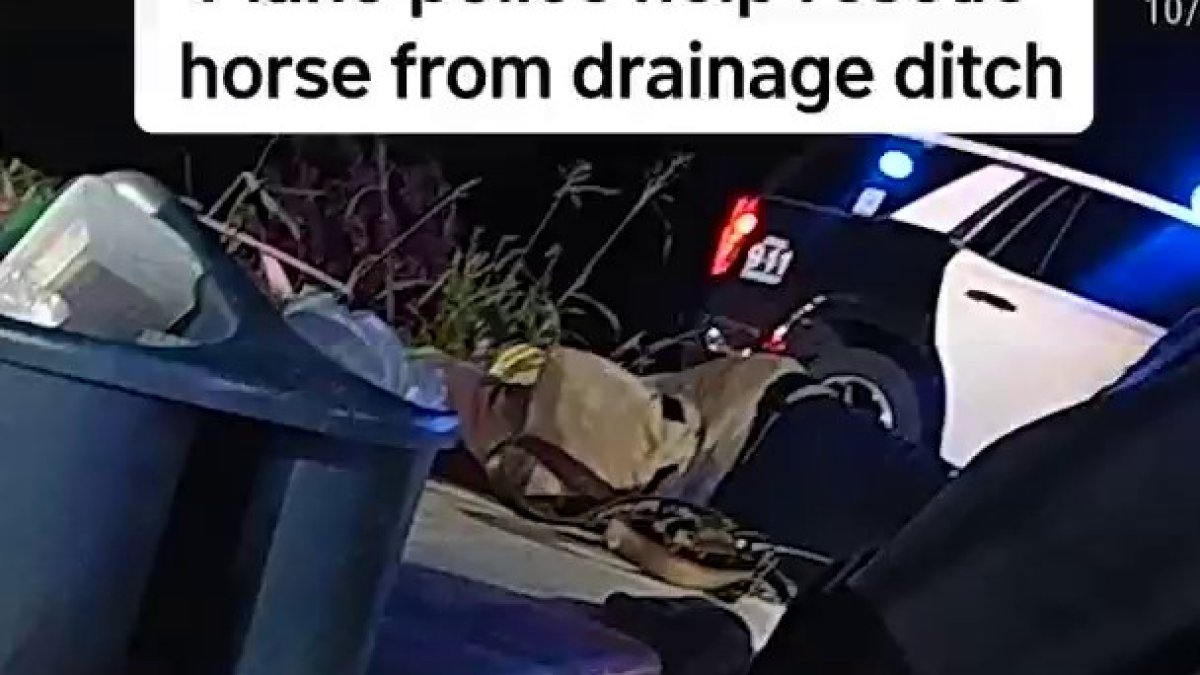 Plano police help rescue horse from drainage ditch