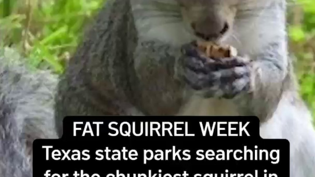 Fat Squirrel Week: Texas state parks search for chunkiest squirrel