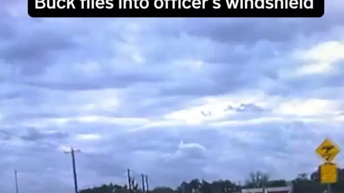 Deer flies into police officer's windshield