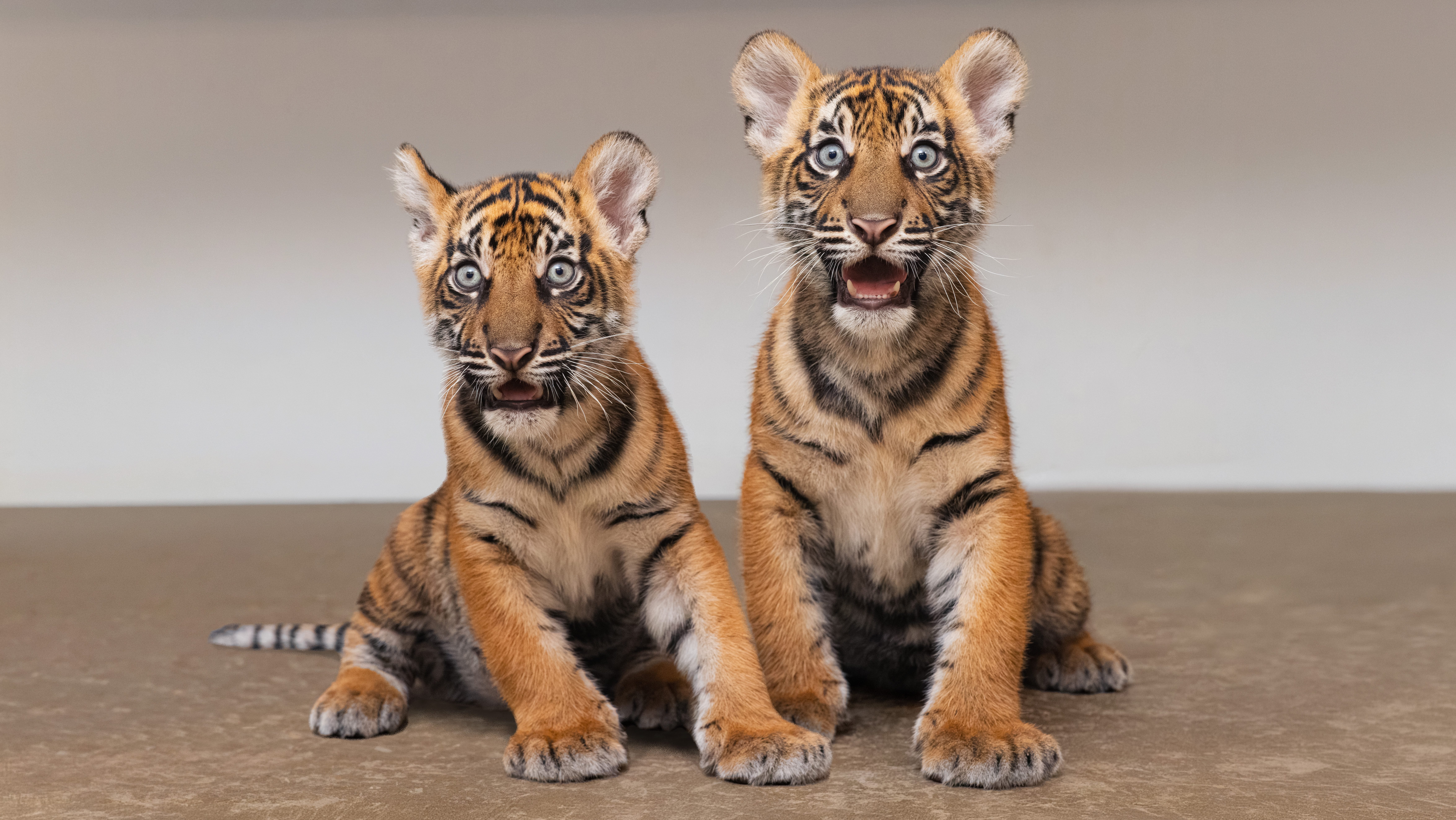 Fort Worth Zoo announces births of two Sumatran tiger cubs