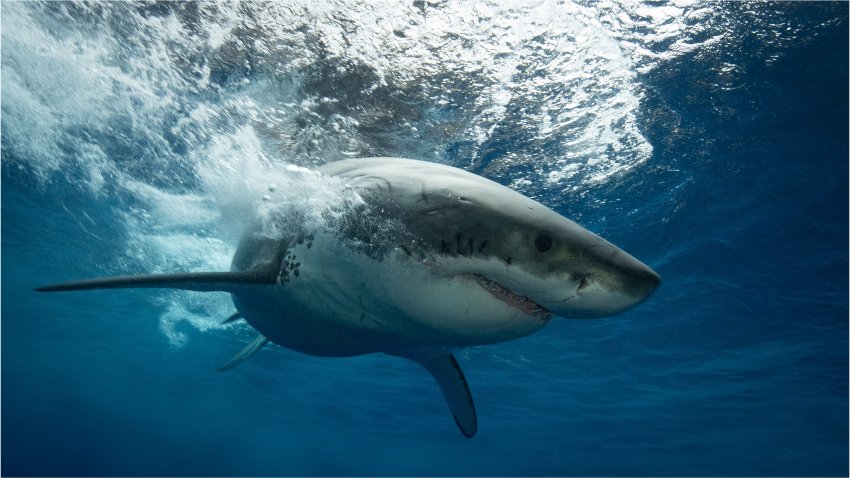 Shark