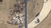 Goats on the go! Northaven Herd returns to grazing along Dallas trail