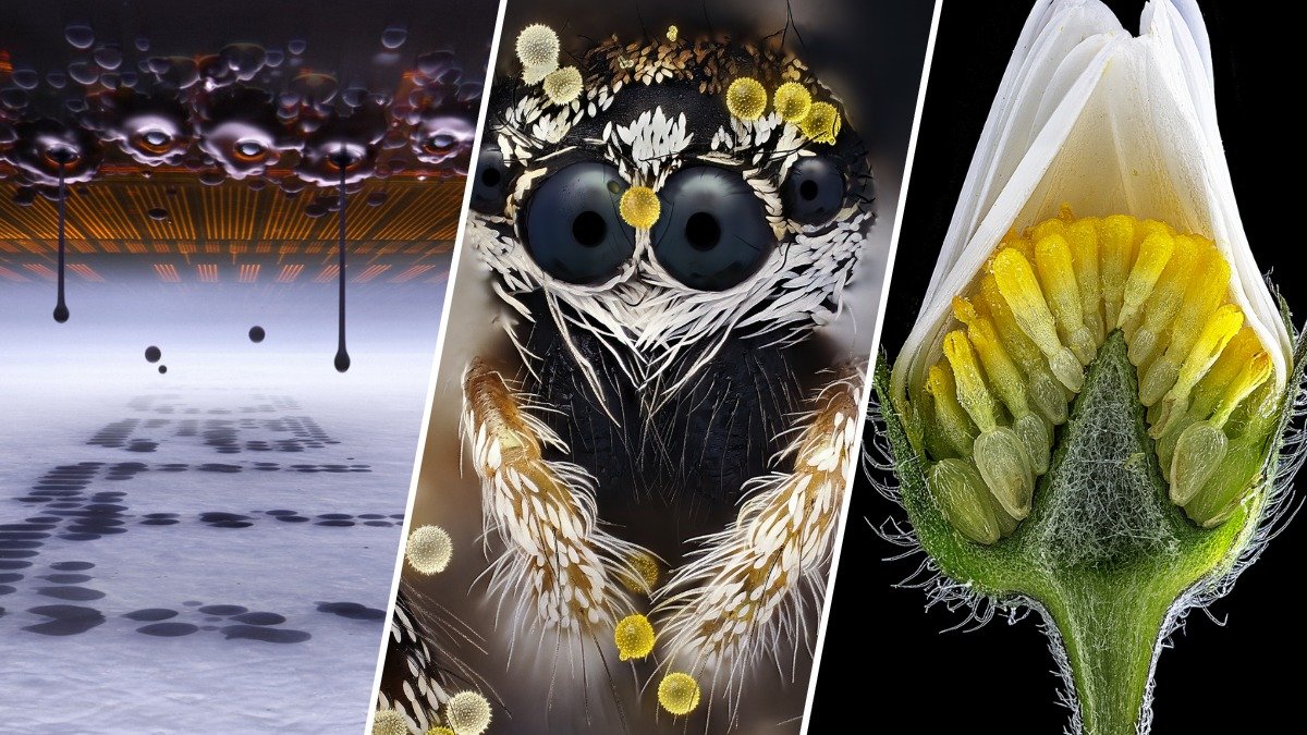 All the small things: Nikon photo contest reveals the unseen world around us