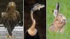 Need a laugh? Here are some of the funniest wildlife photos this year