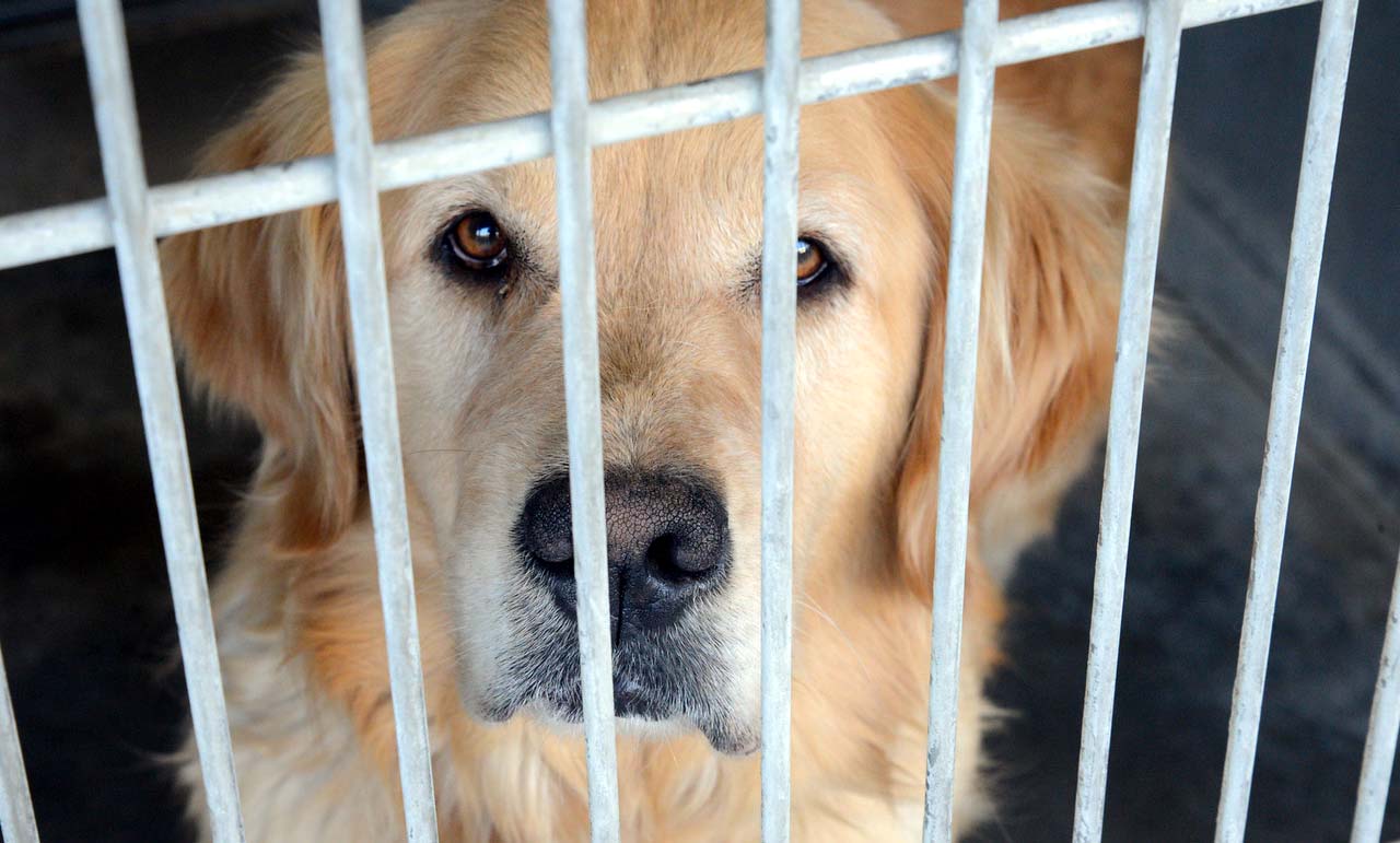 Free Pet Adoption at Humane Society of North Texas Friday