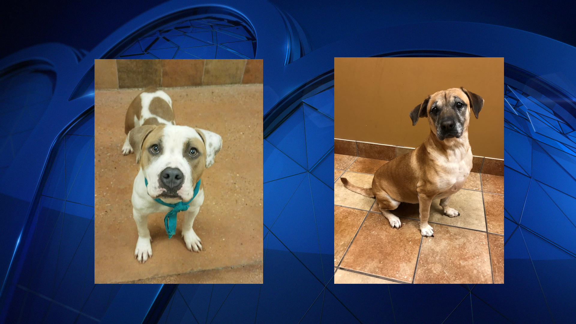 2 Players in NBC 5's Doggie Bowl Awaiting Adoption