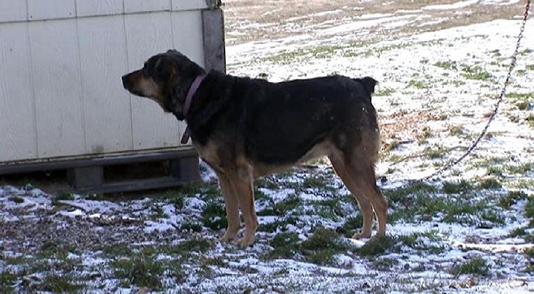 Mesquite Dog Ordinance Goes Into Effect