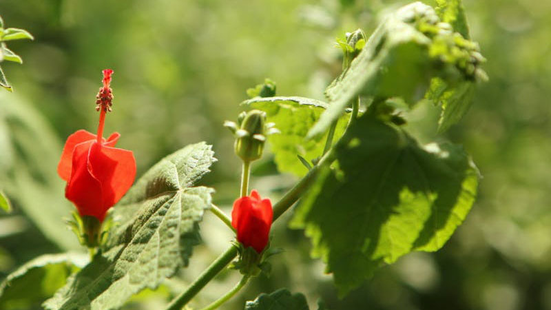 5 Texas Garden Trends You'll See in 2018