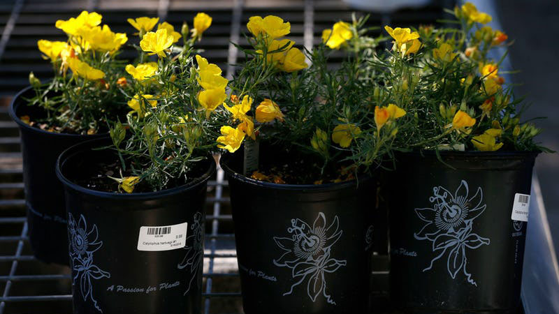 Stock Up on Tax-Free Weekend for Gardeners