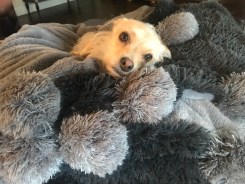 Cuddled-Up Critters: Your Dogs & Cats Keep Warm