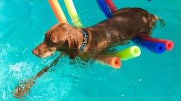 Dog Days of Summer 2018 - Gallery II