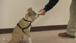 TMSG: Shelter Dog Takes Over Sheriff's Office