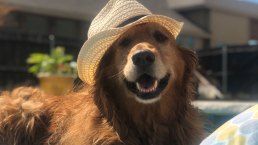Dog Days of Summer 2018