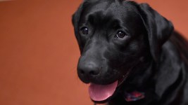 Labrador Retriever Most Pup-ular US Dog Breed for 28th Year