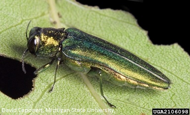 Pest Experts Investigating Reported Invasive Beetle in Texas