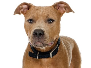 Texas Dog Returns After Wandering to Indiana