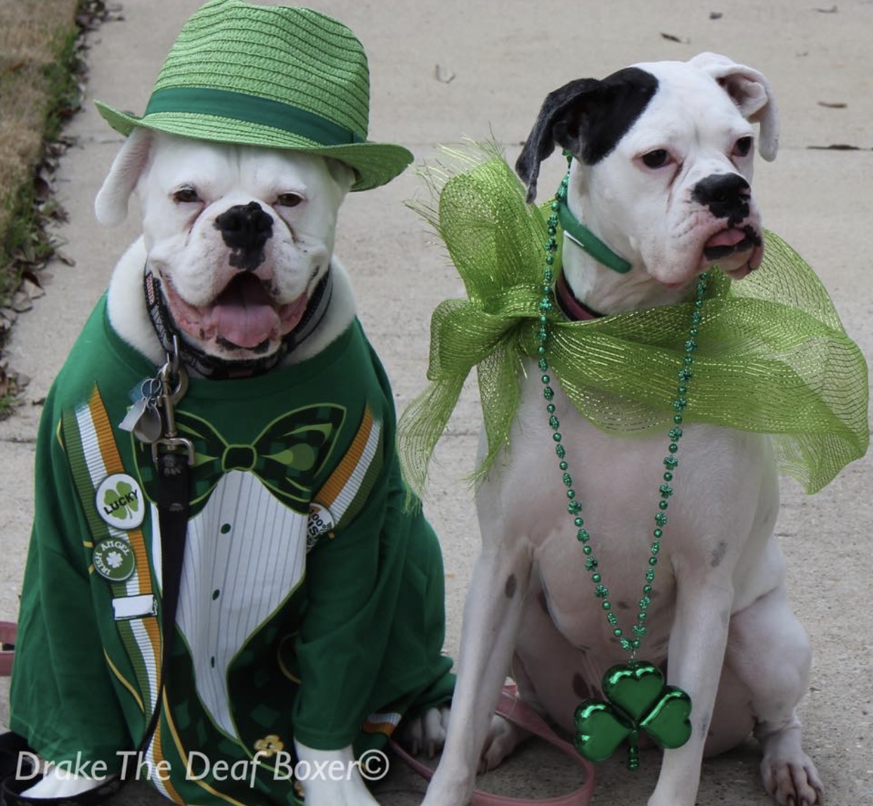 Gallery: St. Patrick's Day 2018
