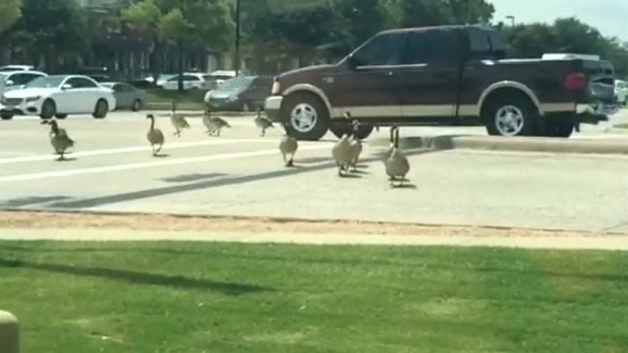 Geese Stop Traffic In Flower Mound Geese Stop Traffic In Flower Mound