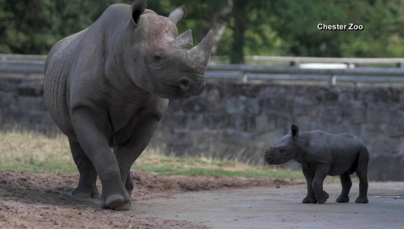 Cute Baby Rhino Caught Playing Nbc 5 Dallas Fort Worth